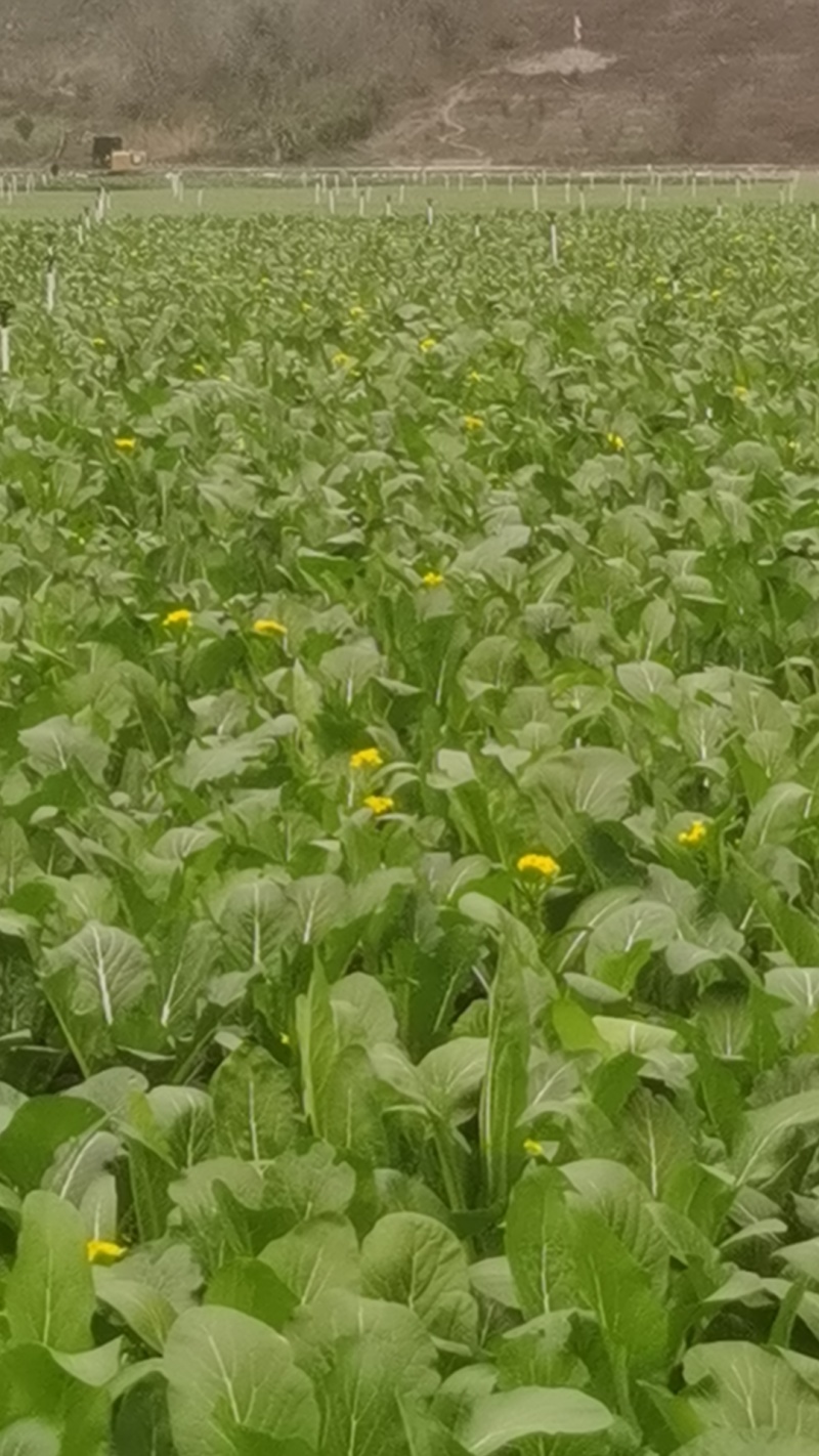大量菜心增城迟菜