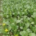 大量菜心增城迟菜