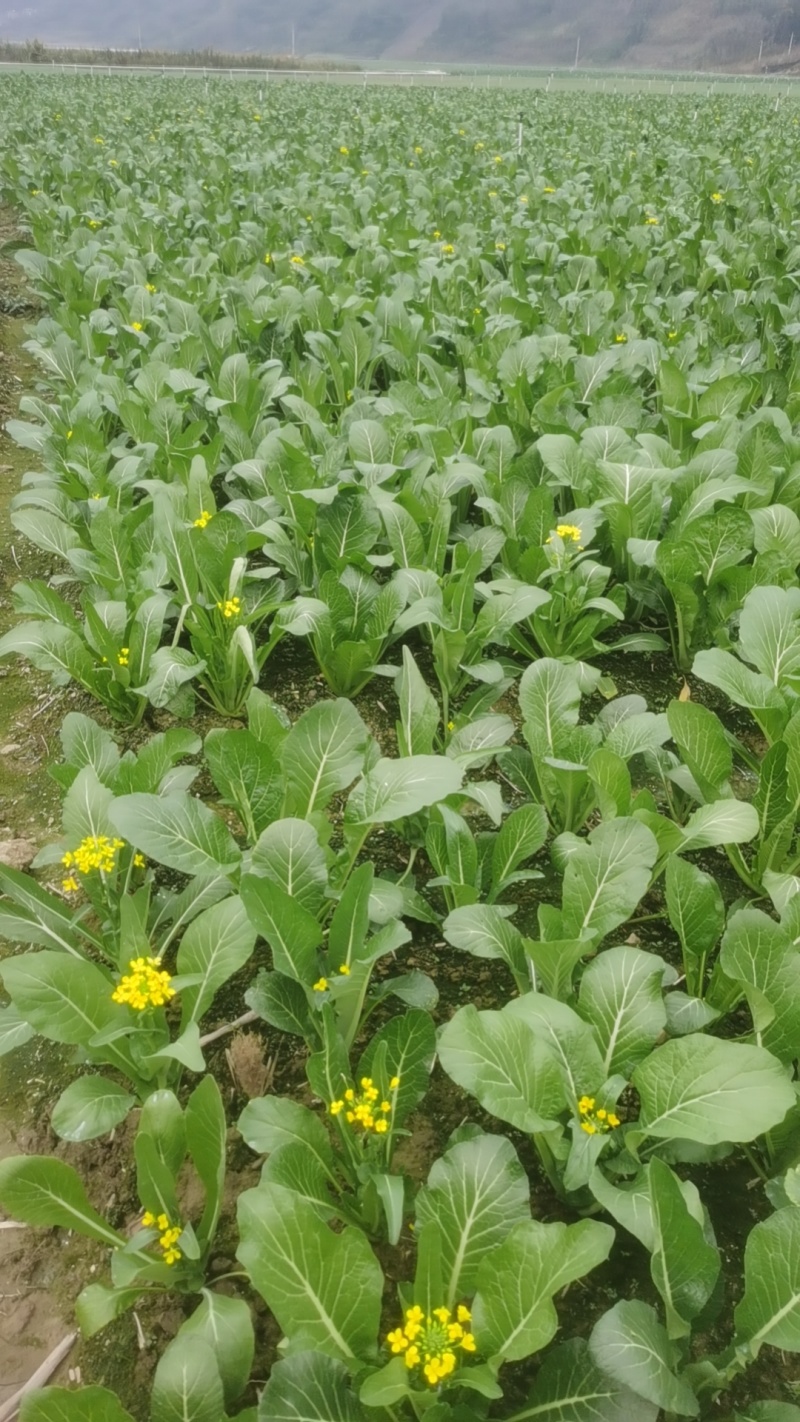大量菜心增城迟菜