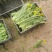 大量菜心增城迟菜