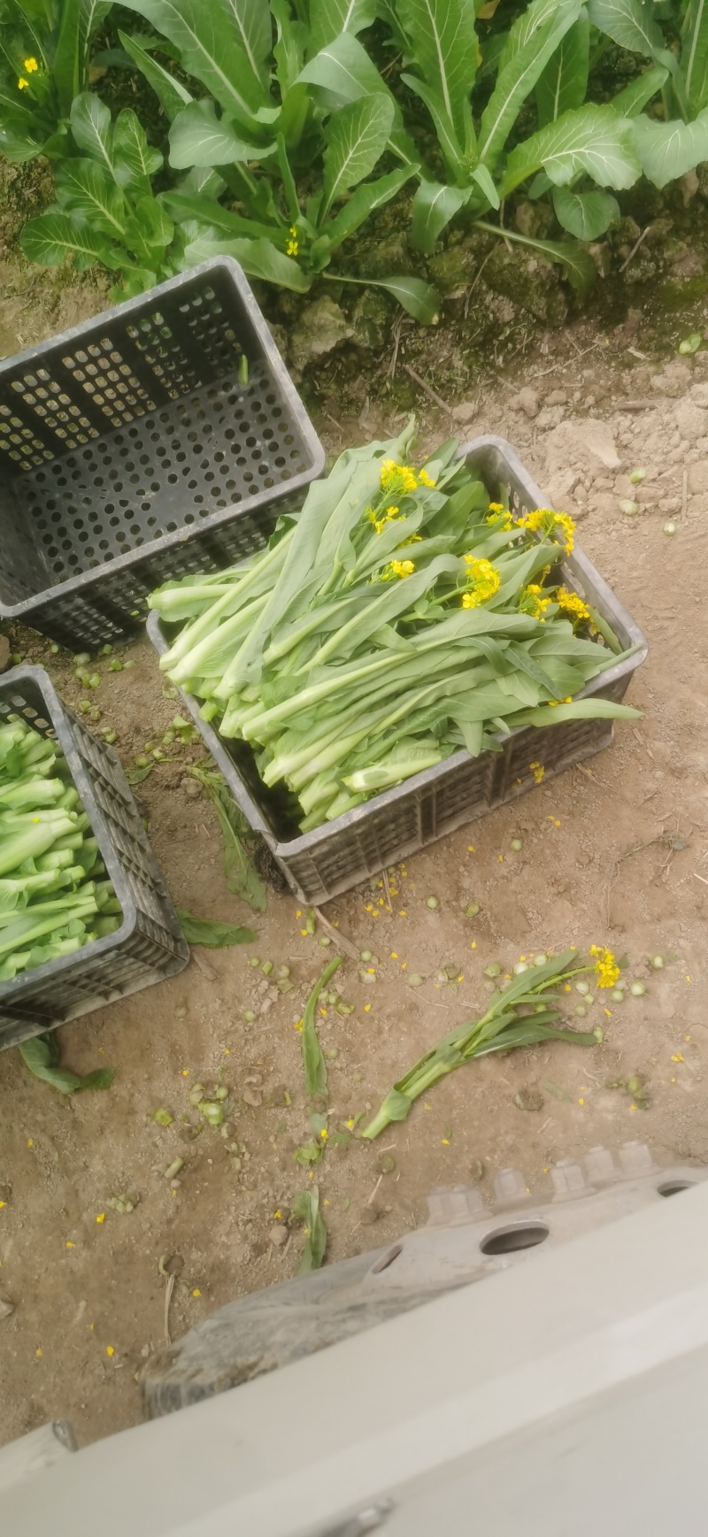 大量菜心增城迟菜