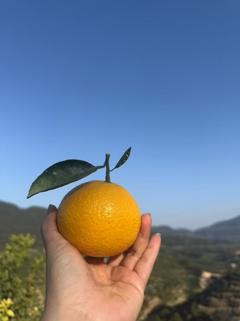 福建漳州甜心柚