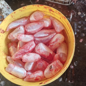 新鲜鲤鱼鱼泡