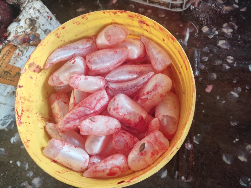 新鲜鲤鱼鱼泡