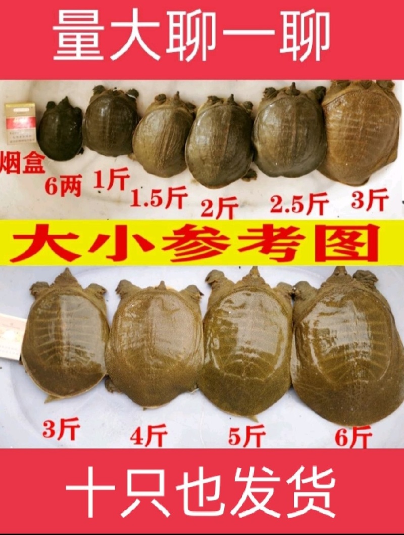 精品甲鱼基地直供一手货源品质保证诚信经营