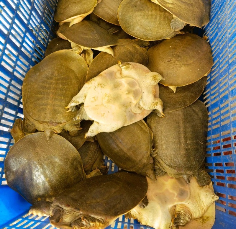 精品甲鱼基地直供一手货源品质保证诚信经营