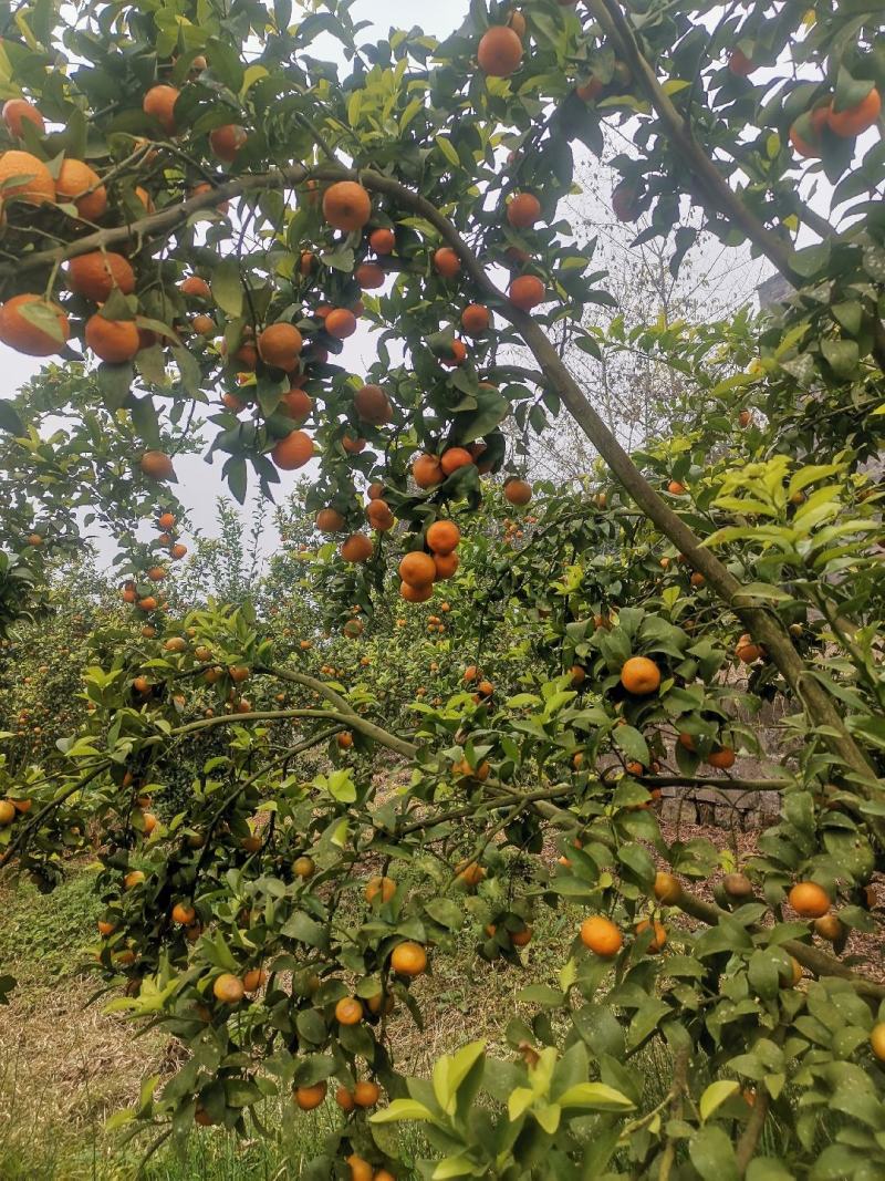 四川达州开江砂糖橘
