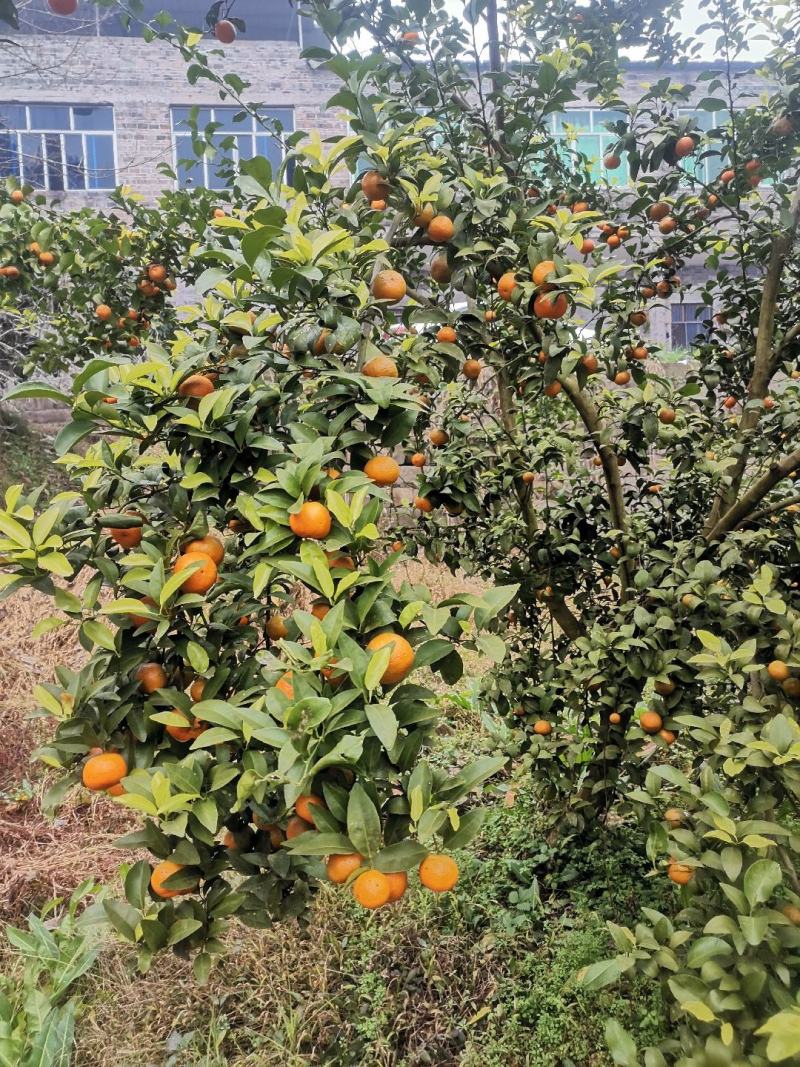 四川达州开江砂糖橘