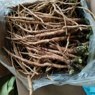 板蓝根新鲜货干货