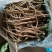 板蓝根新鲜货干货
