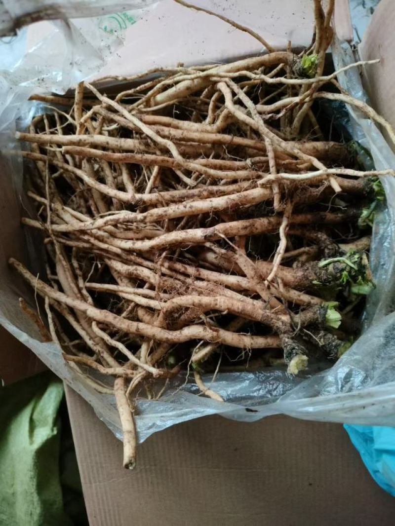 板蓝根新鲜货干货
