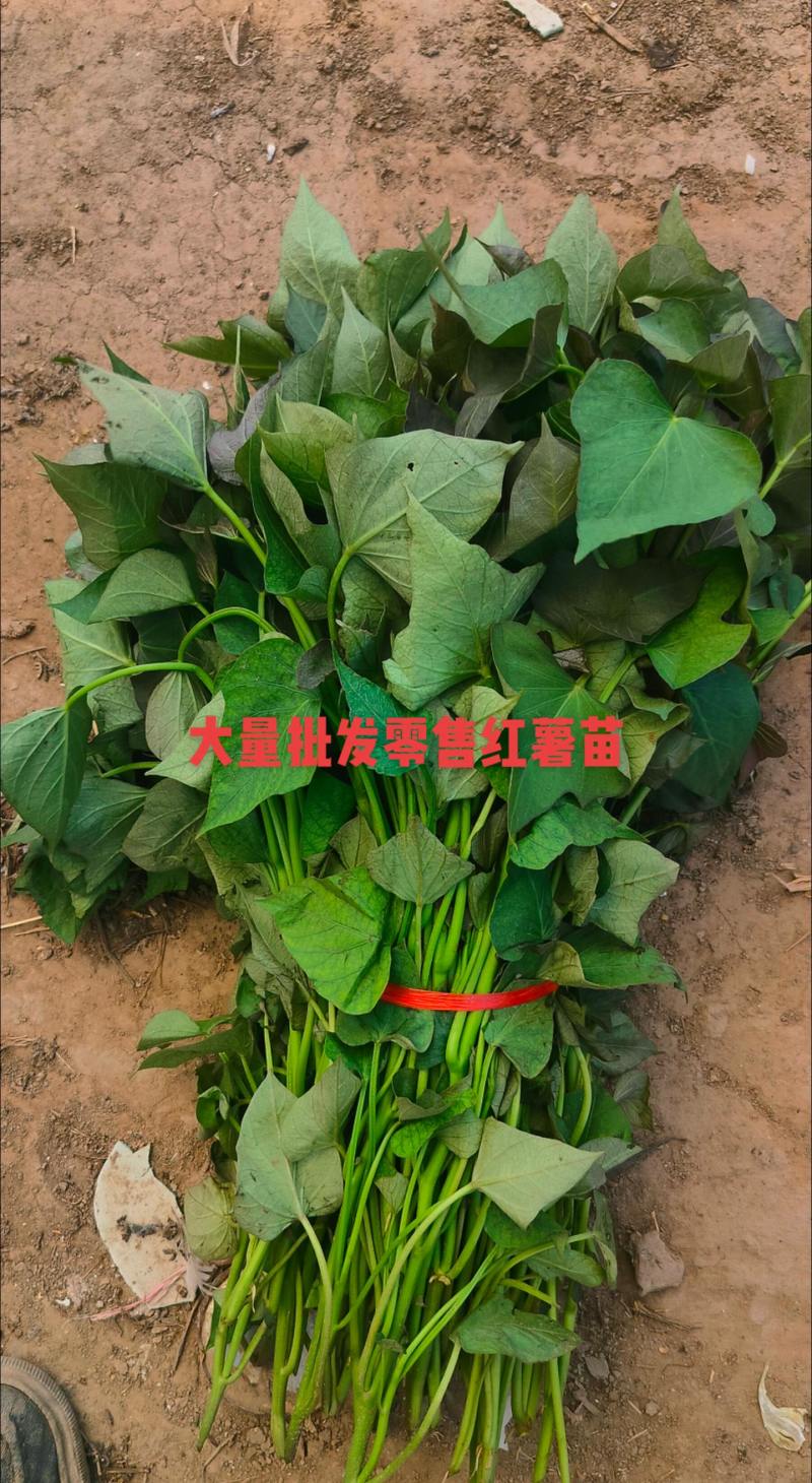 苗子长25_30里米，一捆100棵