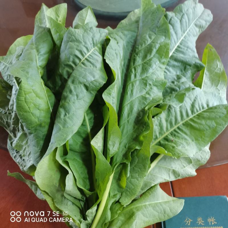 耐寒，耐盐碱，抗旱涝，高蛋白，香甜口，适口性好，做系列产品。