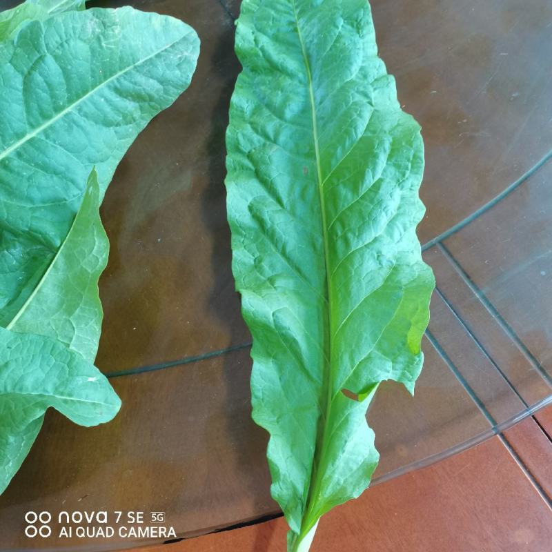 耐寒，耐盐碱，抗旱涝，高蛋白，香甜口，适口性好，做系列产品。