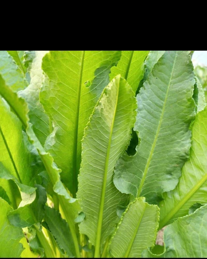 耐寒，耐盐碱，抗旱涝，高蛋白，香甜口，适口性好，做系列产品。