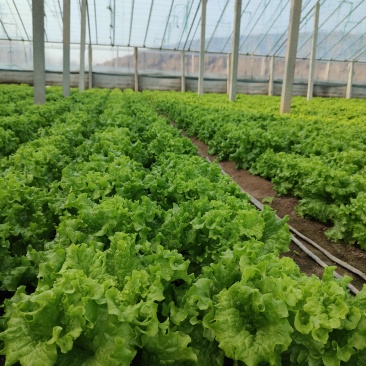 生菜几千斤待售***********