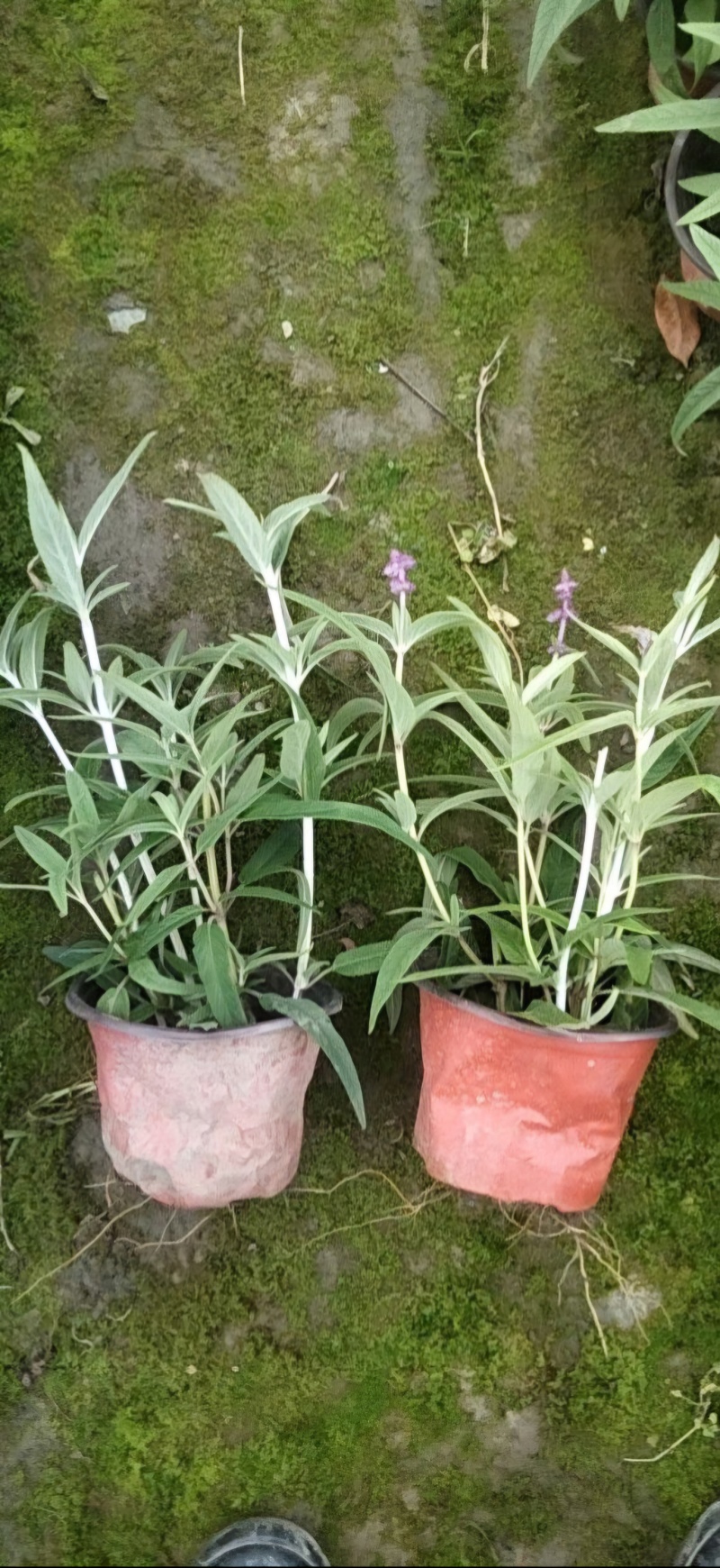 墨西哥鼠尾草双色板，小杯