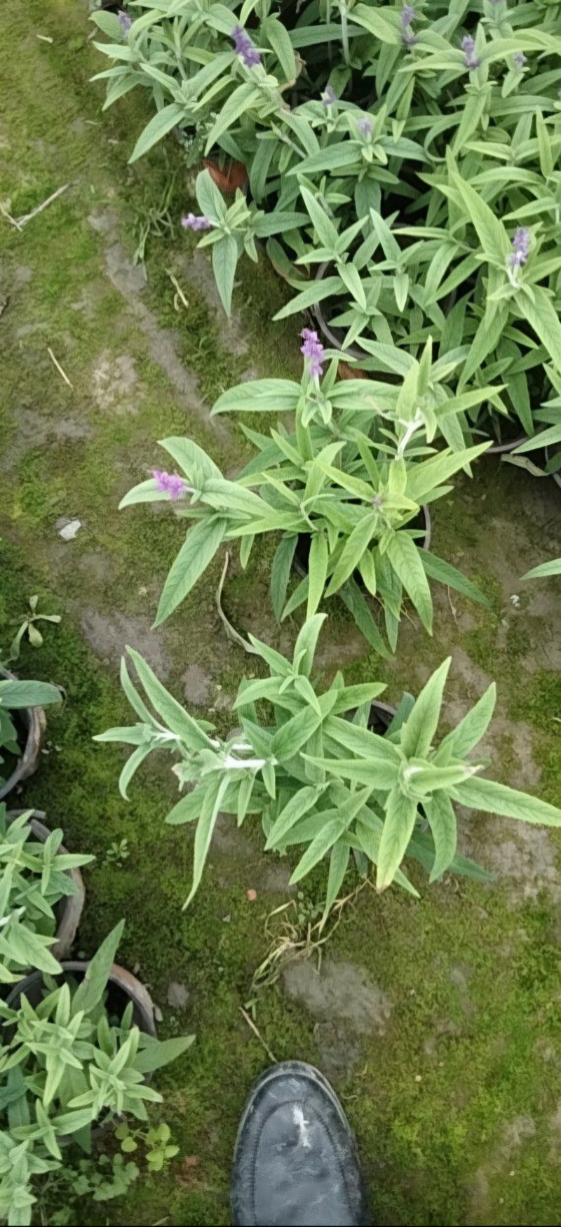 墨西哥鼠尾草双色板，小杯