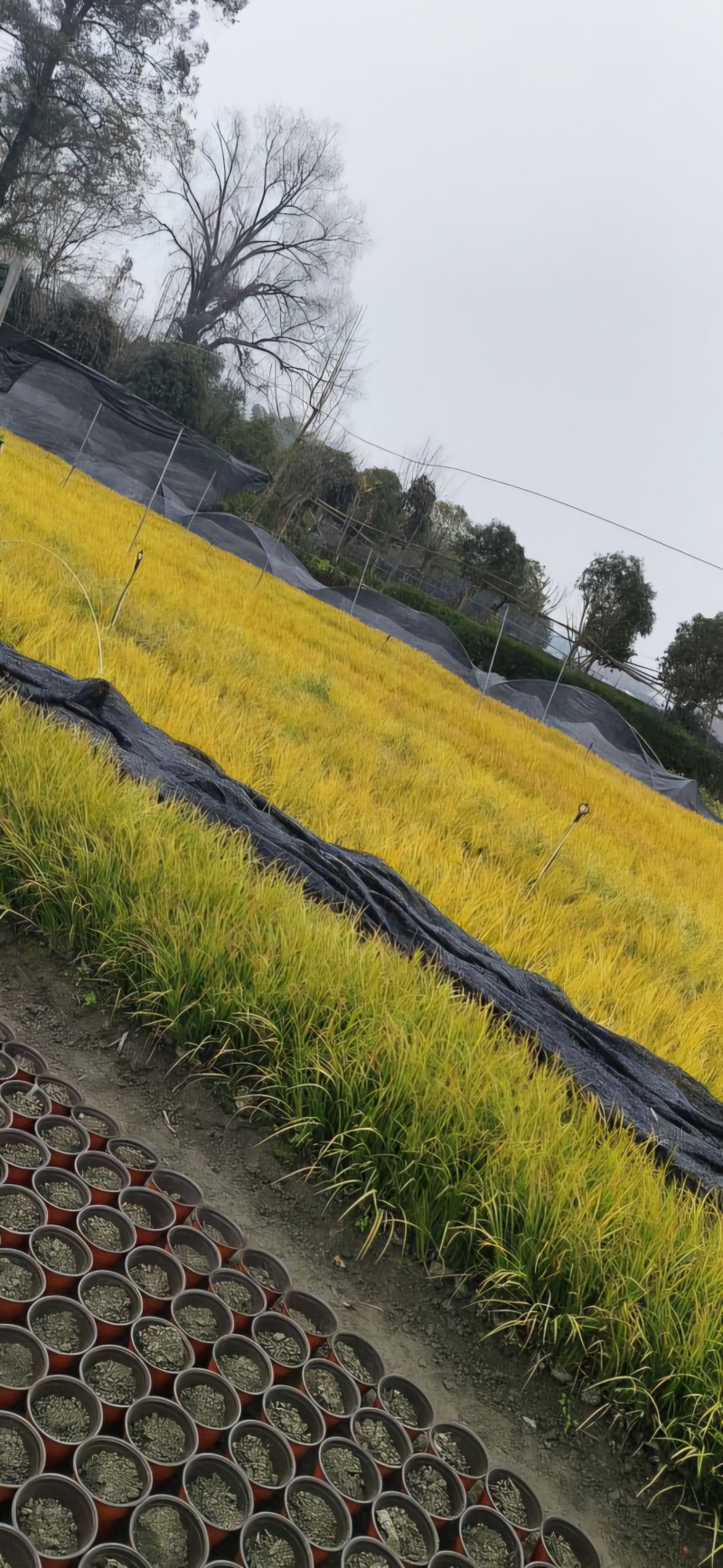 金叶石菖蒲大杯小杯地面基地常年出货