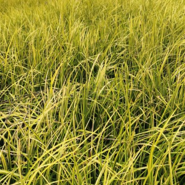 金叶石菖蒲大杯小杯地面基地常年出货