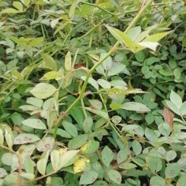 藤本月季蔷薇基地50-4米高