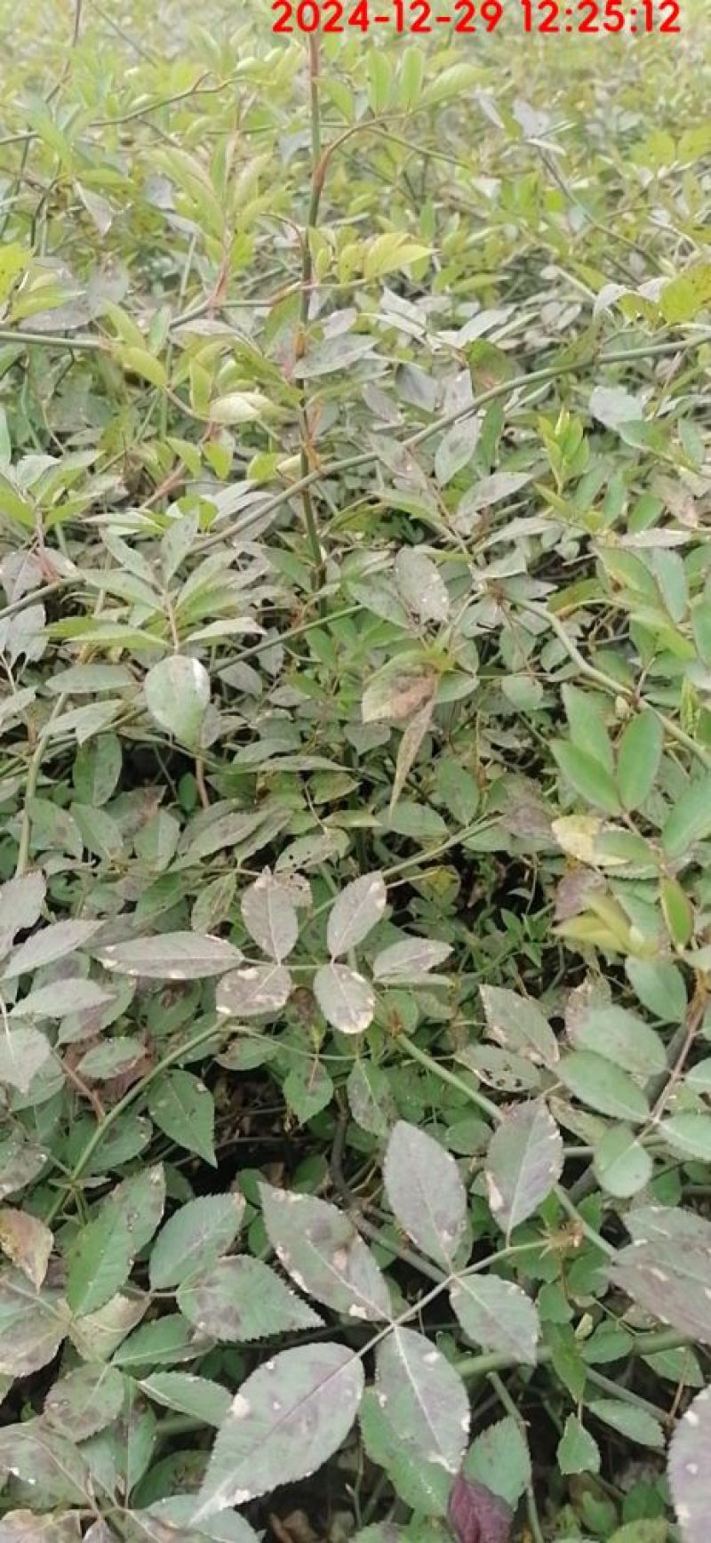 藤本月季蔷薇基地50-4米高