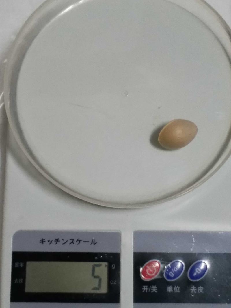 大白果