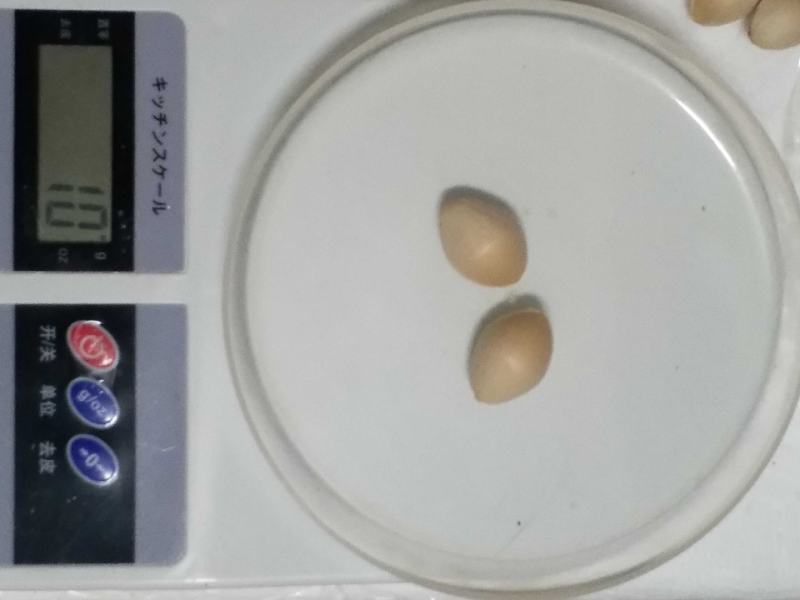 大白果