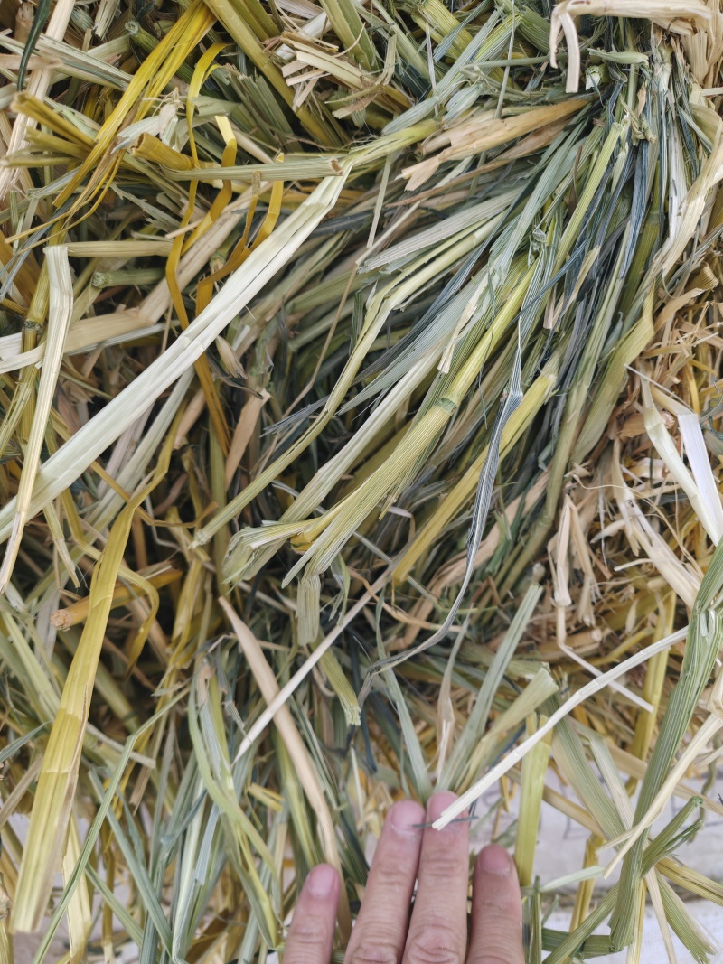 甘肃山丹军马场燕麦草