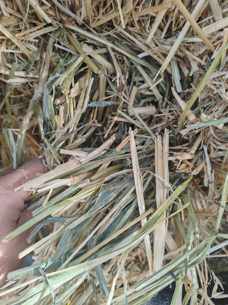 甘肃山丹军马场燕麦草