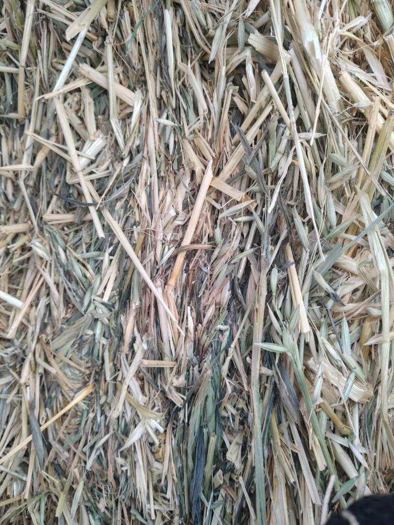甘肃山丹军马场燕麦草
