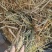甘肃山丹军马场燕麦草
