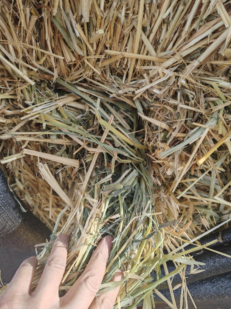 甘肃山丹军马场燕麦草