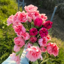 高杆大花康乃馨