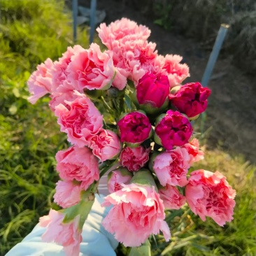高杆大花康乃馨