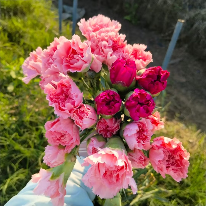 高杆大花康乃馨