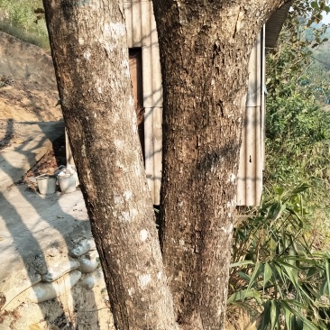 小叶紫檀木材