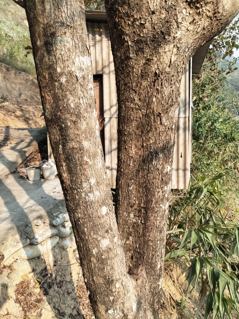 小叶紫檀木材