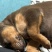 苏联红幼犬