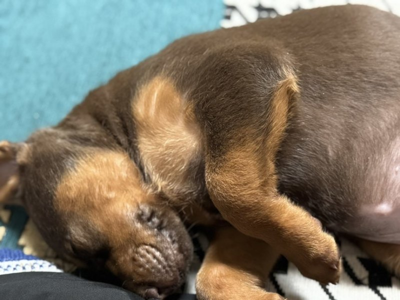 苏联红幼犬