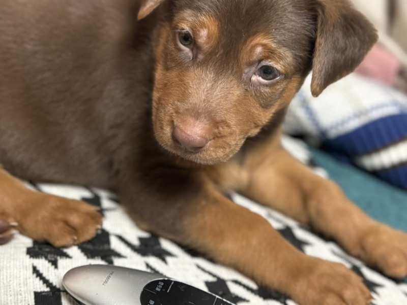 苏联红幼犬