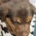 苏联红幼犬