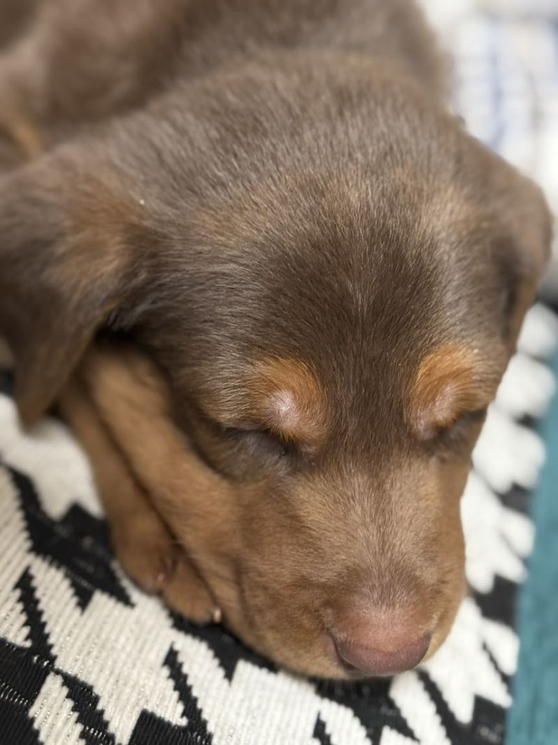 苏联红幼犬