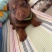 苏联红幼犬