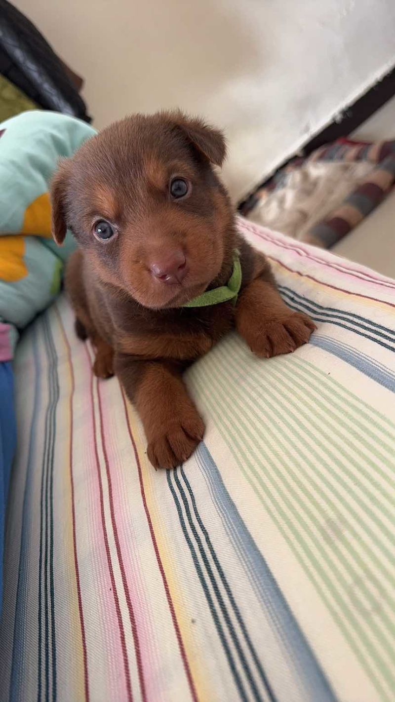 苏联红幼犬