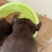苏联红幼犬