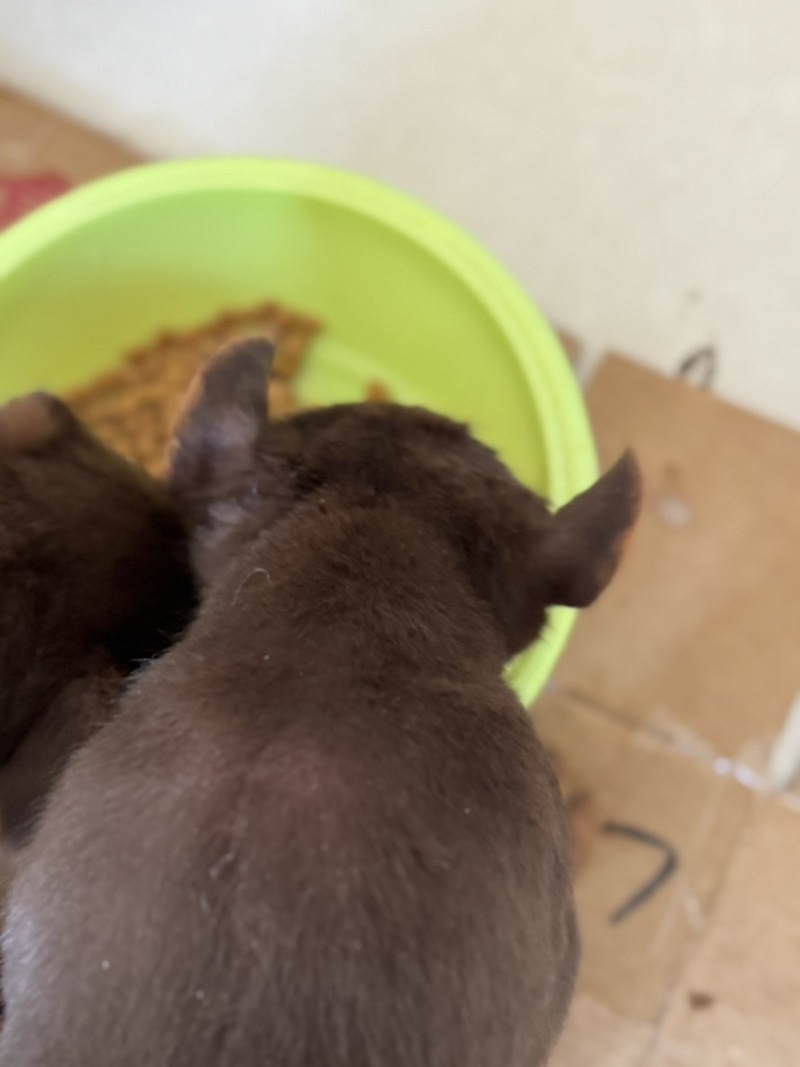苏联红幼犬