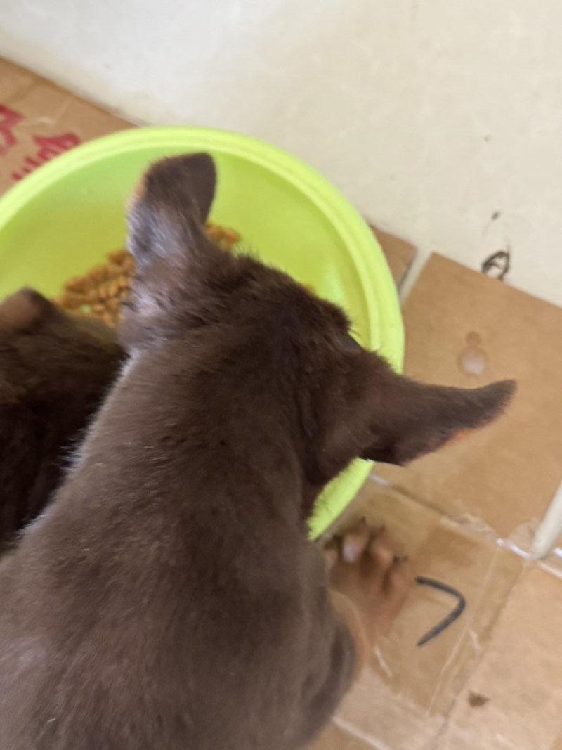 苏联红幼犬