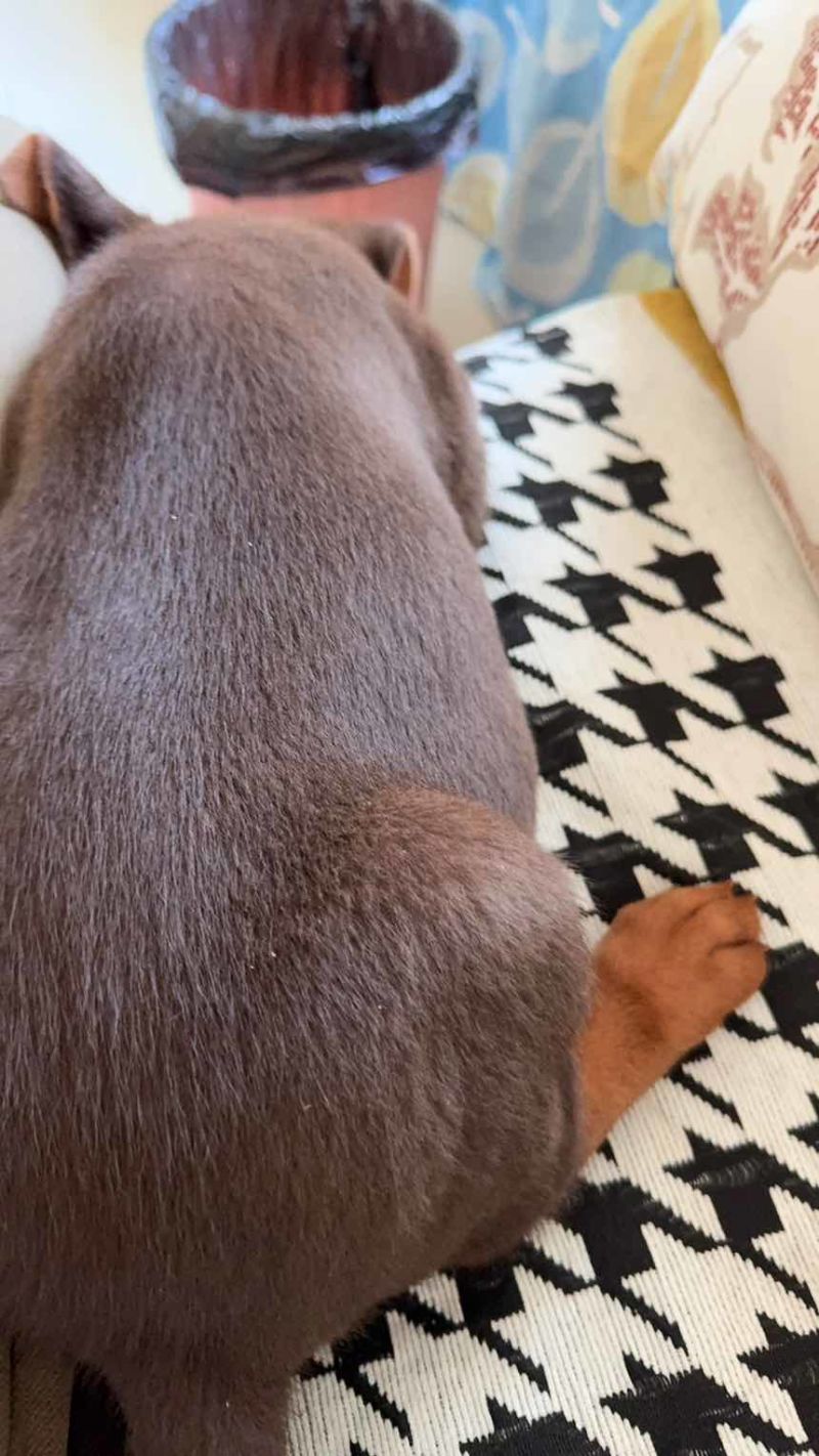 苏联红幼犬