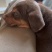 苏联红幼犬